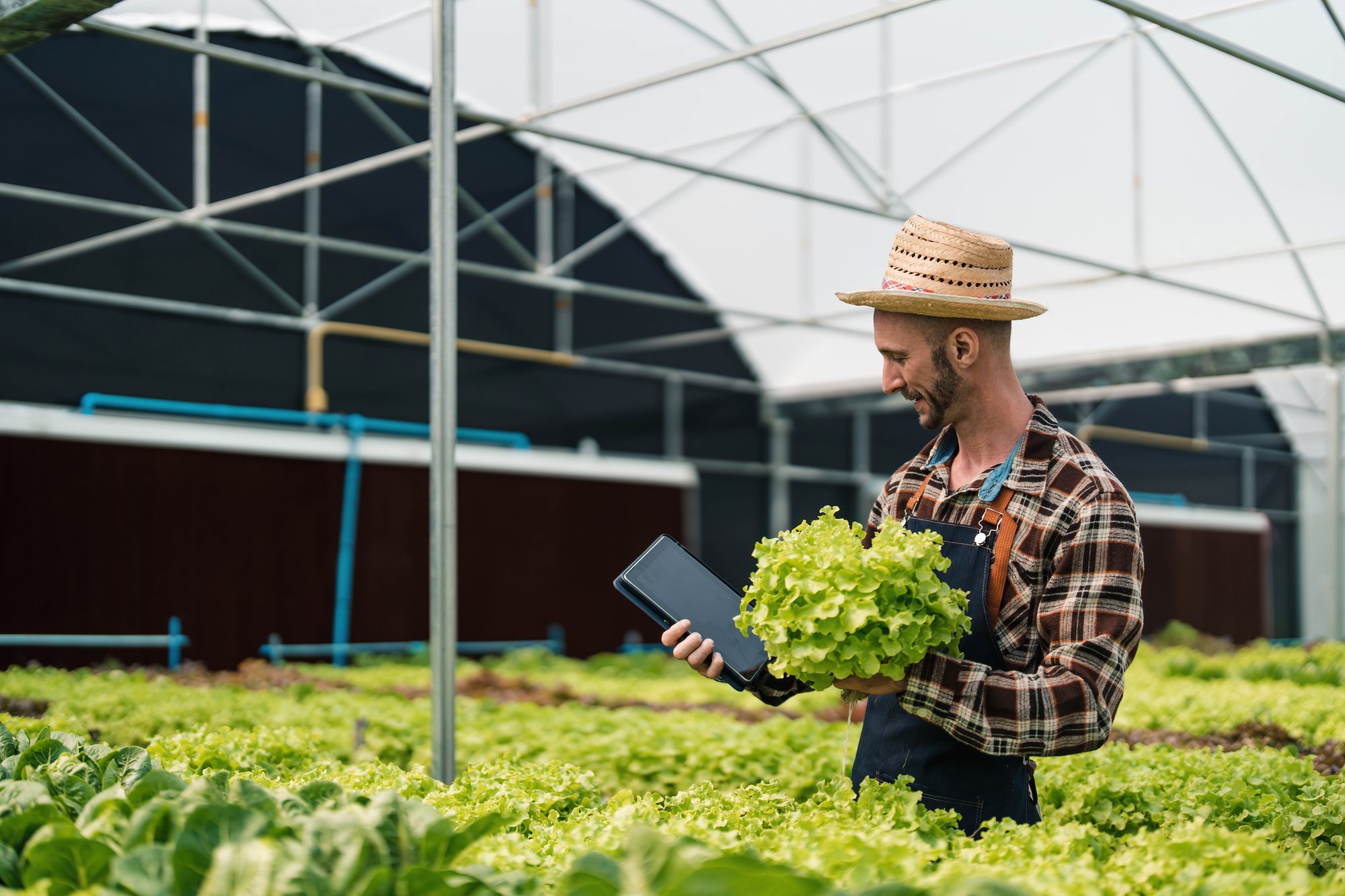 Tablet Farmer Lettuce